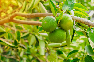 Close-up of fruits growing on tree