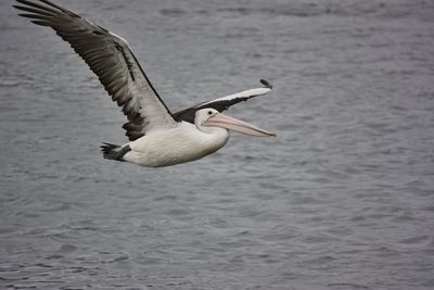 Seagull flying over sea