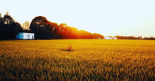 Scenic view of agricultural field against clear sky