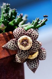 Close-up of cactus flower