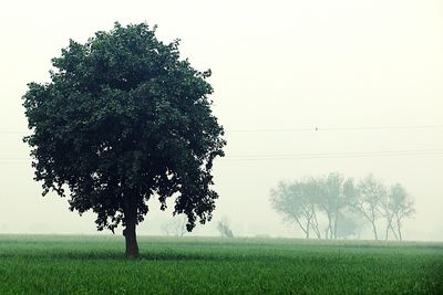 Tree on grassy field against sky during foggy weather