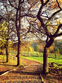 Bare trees on field