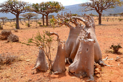 View of a desert