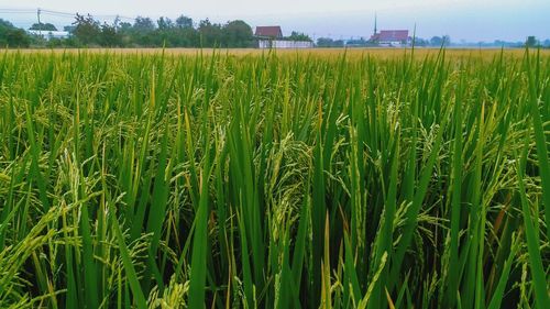 Crops growing on field against sky