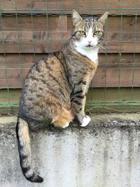 Cat sitting outdoors