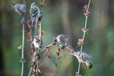 Close-up of bird perching on branch