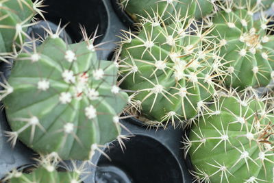 Low section of person on cactus