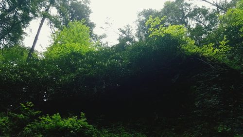 Low angle view of trees against sky