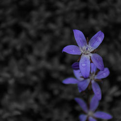 Close-up of purple flowers blooming outdoors