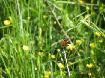 Close-up of butterfly pollinating on flower