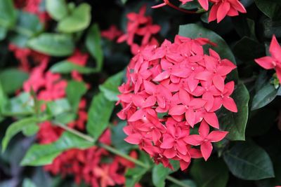 Close-up of pink flowers blooming in park