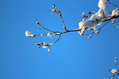 Low angle view of flowering plant against clear blue sky