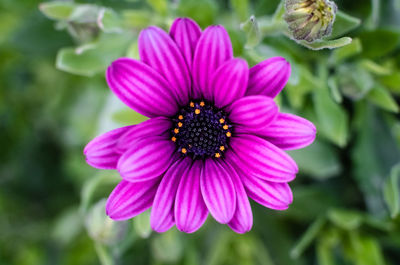 Close-up of pink flower