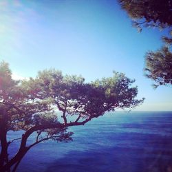 Scenic view of trees against sky