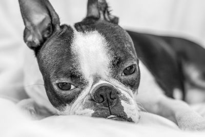 Close-up portrait of a dog