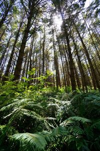 Low angle view of bamboo trees in forest