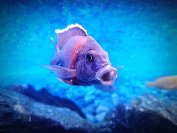 Fish swimming in sea