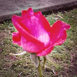 Close-up of pink flower