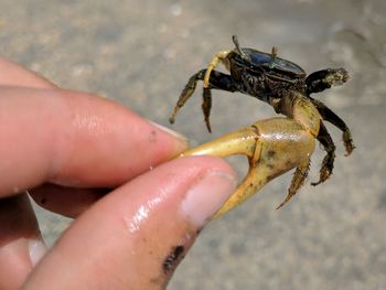 Close-up of hand holding crab