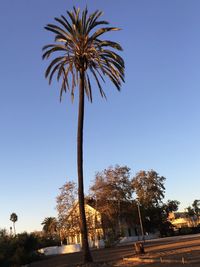 Low angle view of palm trees against clear blue sky