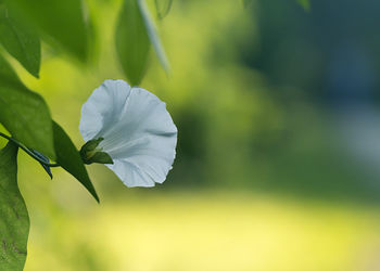 Close-up of white flowering plant