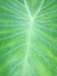 Full frame shot of green leaves