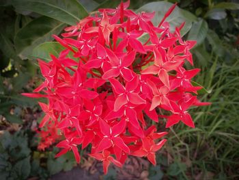 Close-up of red flowers blooming outdoors