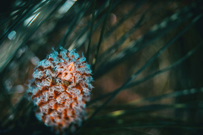 Close-up of snow on tree