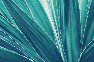 Full frame shot of palm leaf