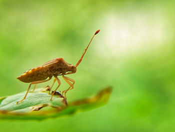 Close-up of insect on leaf