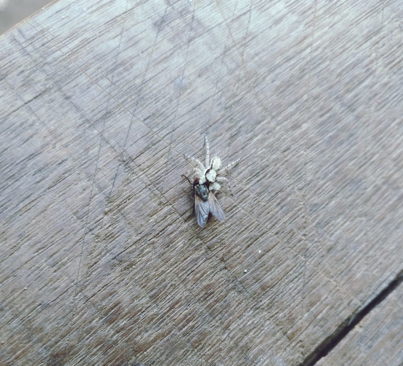 HIGH ANGLE VIEW OF SPIDER ON WOODEN WALL