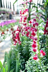 Close-up of pink flowers