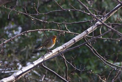 Bird perching on tree branch