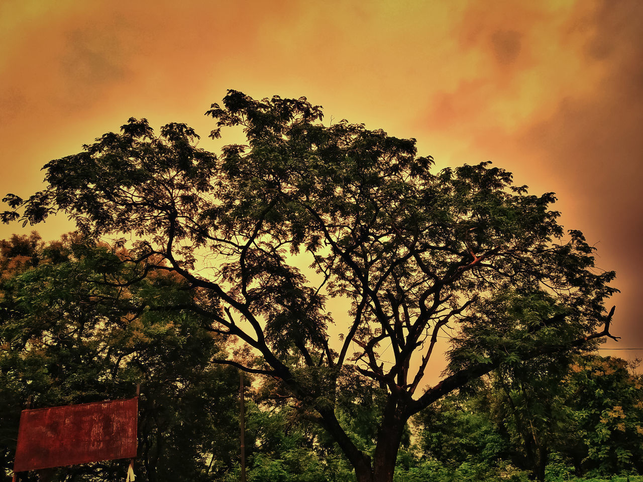 LOW ANGLE VIEW OF SILHOUETTE TREE AGAINST SKY