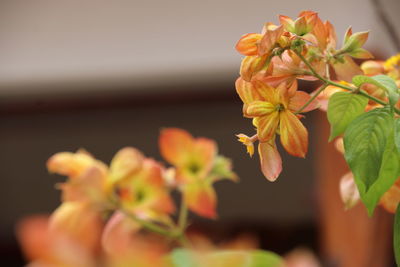 Close-up of orange flowering plant