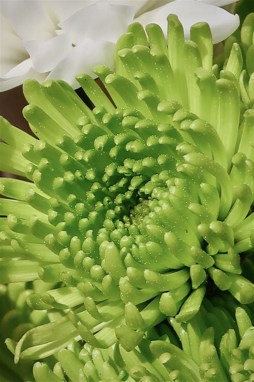 FULL FRAME SHOT OF SUCCULENT PLANT WITH GREEN LEAVES