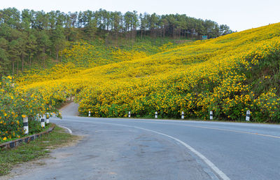 Road amidst trees and yellow plants