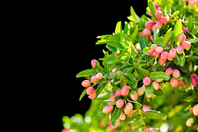 Close-up of flowering plant against black background