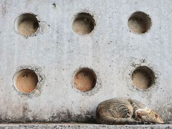 Malaysia, mersing 9 november 2020,a cat is sleeping soundly on a boulder.