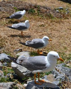 High angle view of seagull