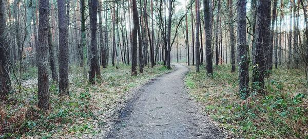 Road amidst trees in forest