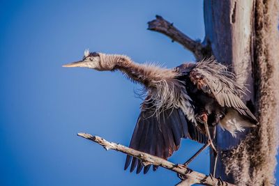 Low angle view of bird perching on tree against clear blue sky