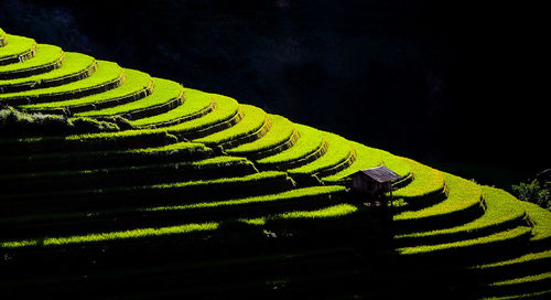 Scenic view of rice paddy field
