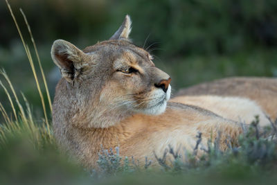 Close-up of lioness