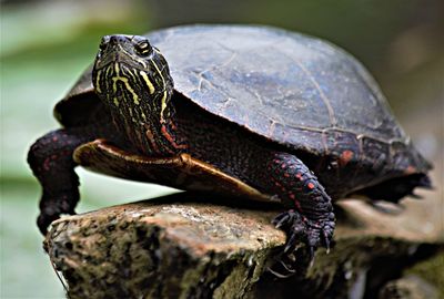 Close-up of turtle on rock