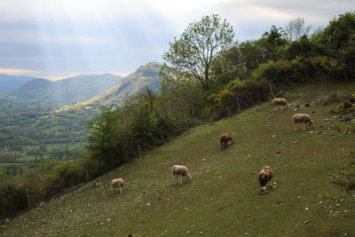 Flock of sheep grazing in a field