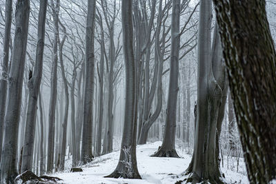 Trees on snow covered land