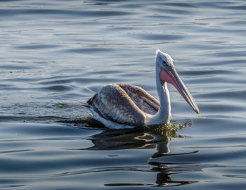 Duck swimming in lake