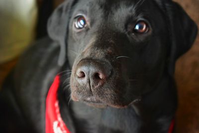 Close-up portrait of black dog