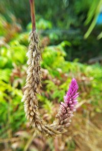 Close-up of plant